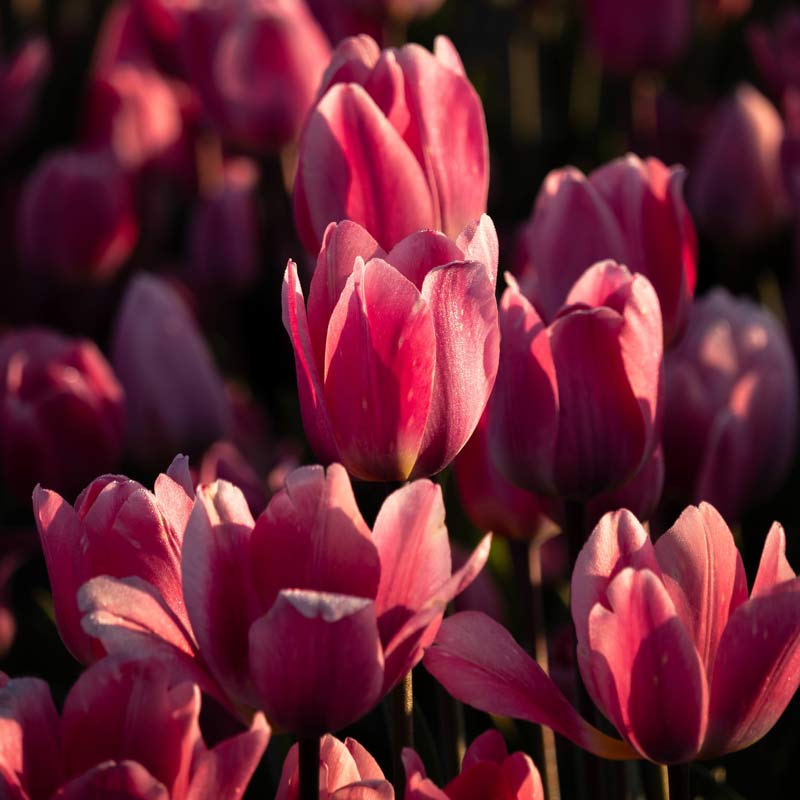 aerial view of tulip fields