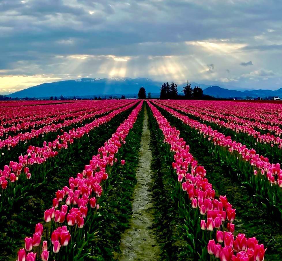 michael_erisman_fields_honorable_mention aerial view of tulip fields