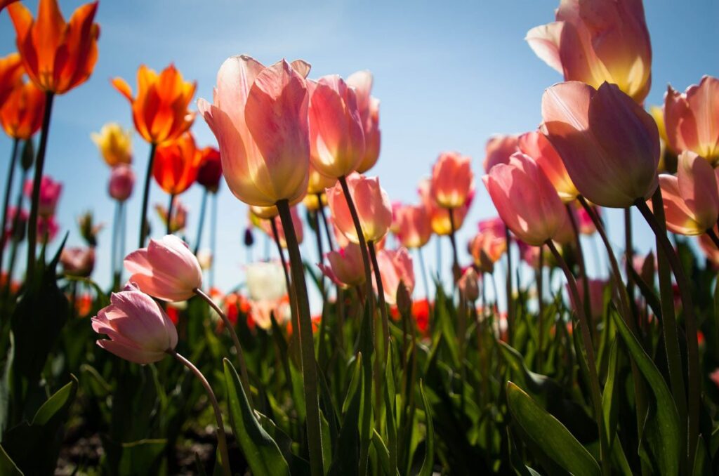 Close-up, low-angle view of pink and orange tulips glowing in the spring sun at the Skagit Valley Tulip Festival, photo by Olga Bakhirev.