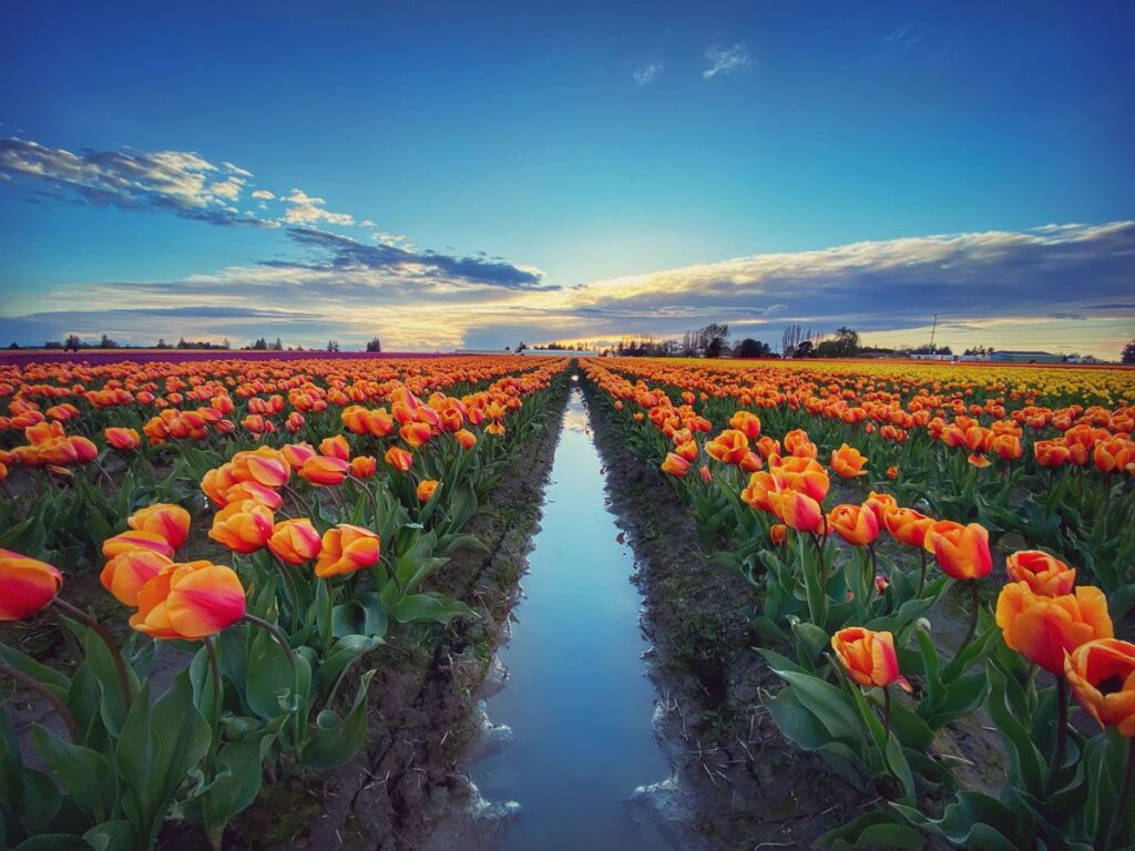 Water-filled drainage ditch between rows of orange tulips in a Skagit Valley field.