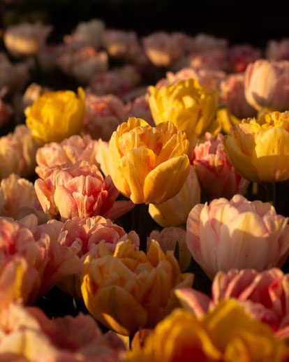 taylor-draper---2025-contest-winner