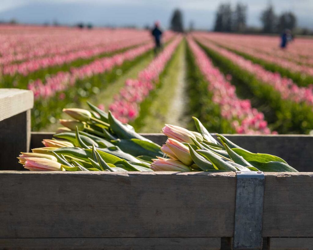 A pile of pink fresh-picked Skagit Valley Tulips sits in a wooden trough.