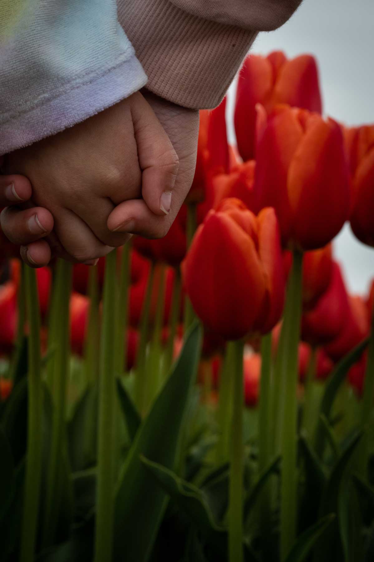 yesenia-williams-children Tulip Field Image