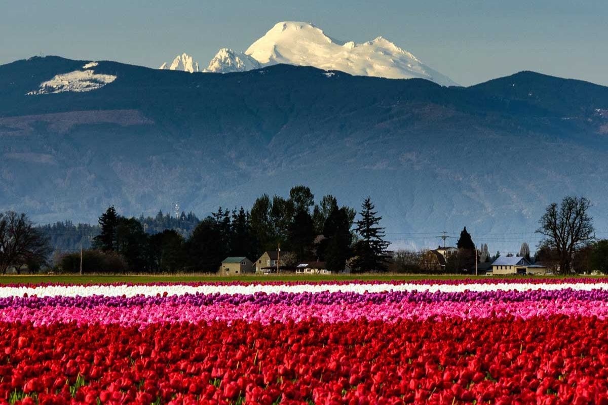 Skagit Valley tulip fields with Mount Baker in the background.