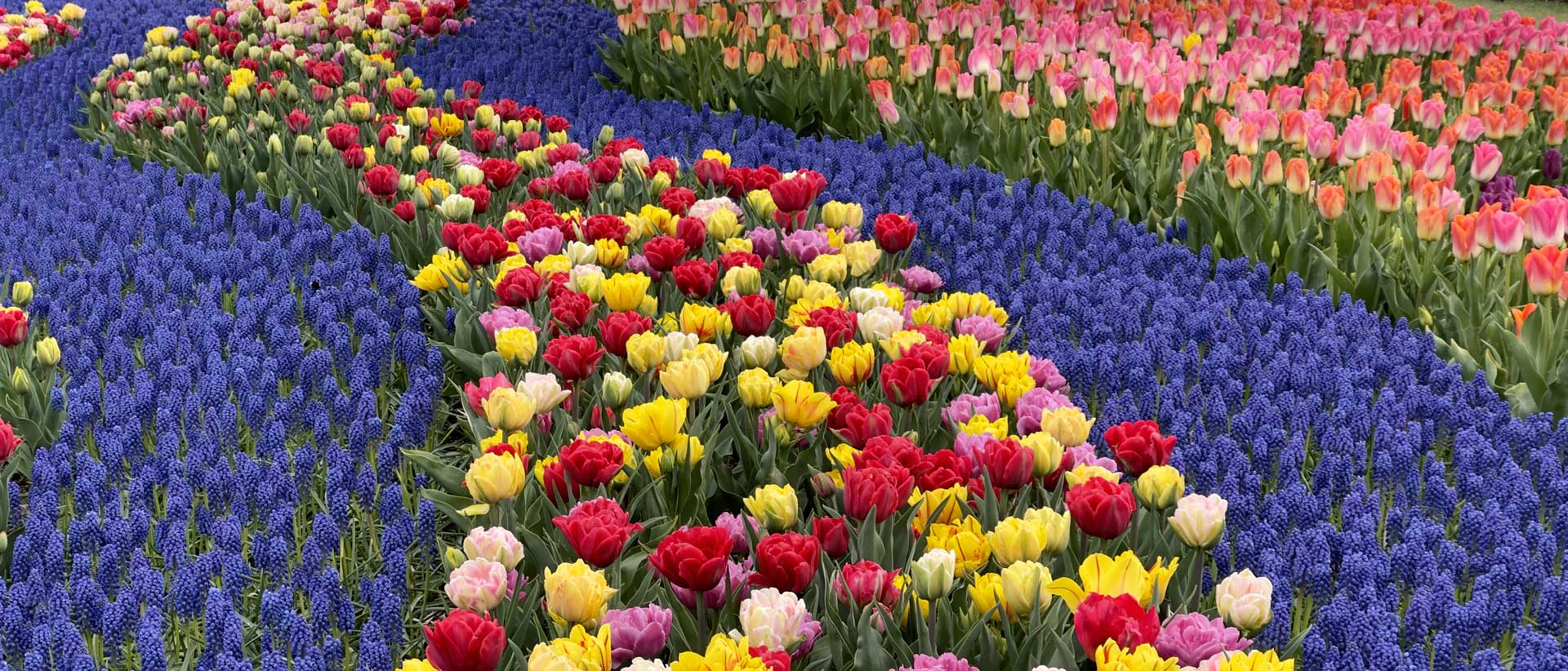 Beyond the Blooms: Your Guide to the Skagit Valley Area