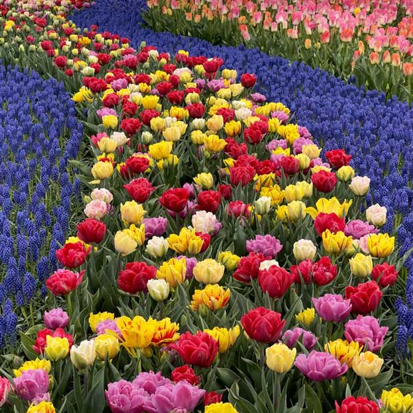 Skagit Valley tulip fields with Mount Baker in the background.