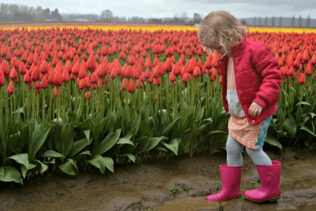 Child in pink rain boots walking on a muddy path beside red tulip fields at Tulip Town on a rainy day in Skagit Valley.