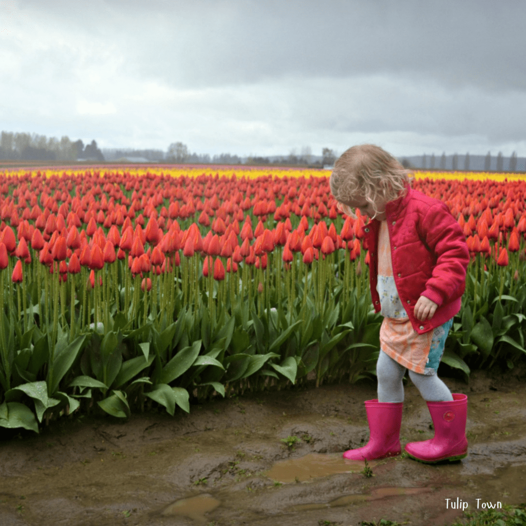 Child in pink rain boots walking on a muddy path beside red tulip fields at Tulip Town on a rainy day in Skagit Valley.