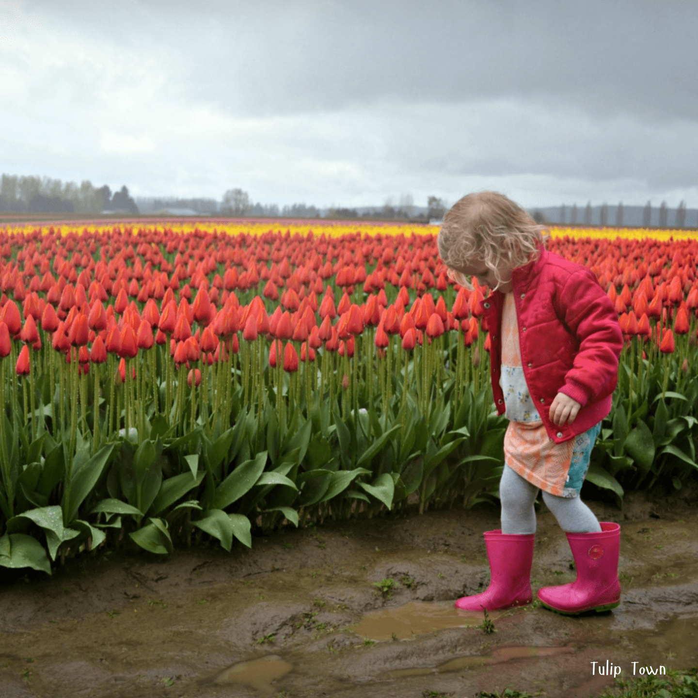 A Rainy-Day Visitor’s Guide to the Skagit Valley Tulip Festival