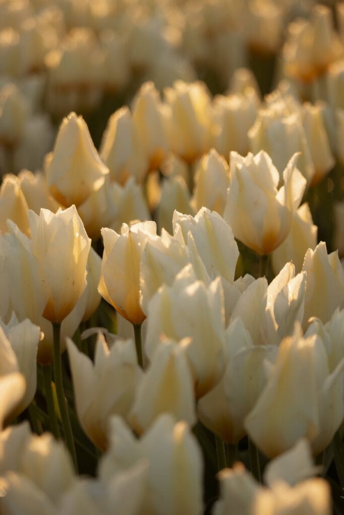 Soft morning light on creamy white tulip blooms at the Skagit Valley Tulip Festival, photographed by Lece Coty.