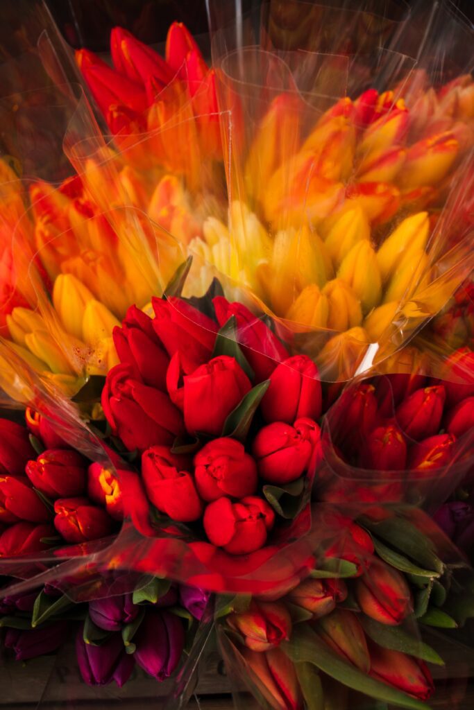 Colorful tulip bouquets wrapped in cellophane at the Skagit Valley Tulip Festival market. Photo by Lece Coty.