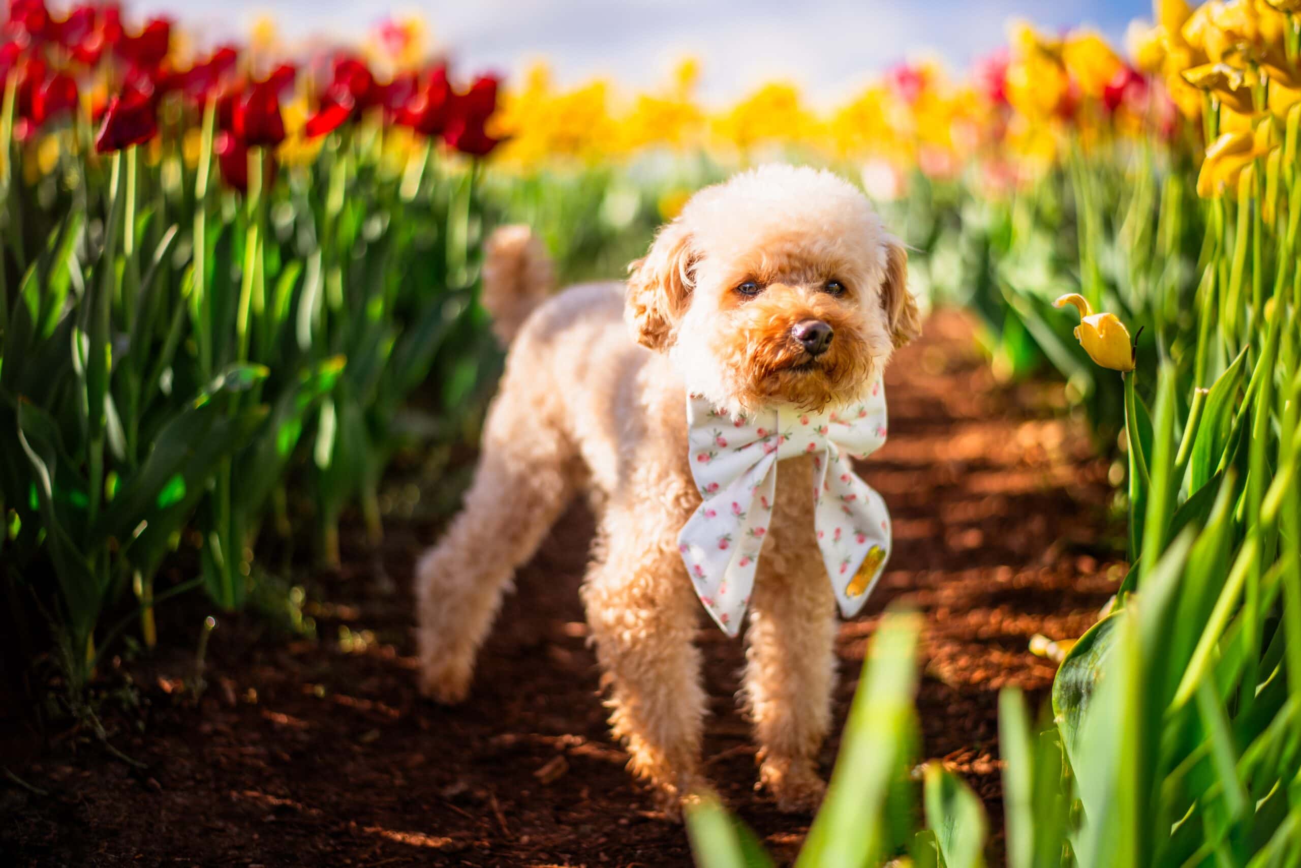Your Dog-Friendly Visitor’s Guide to the Skagit Valley Tulip Festival