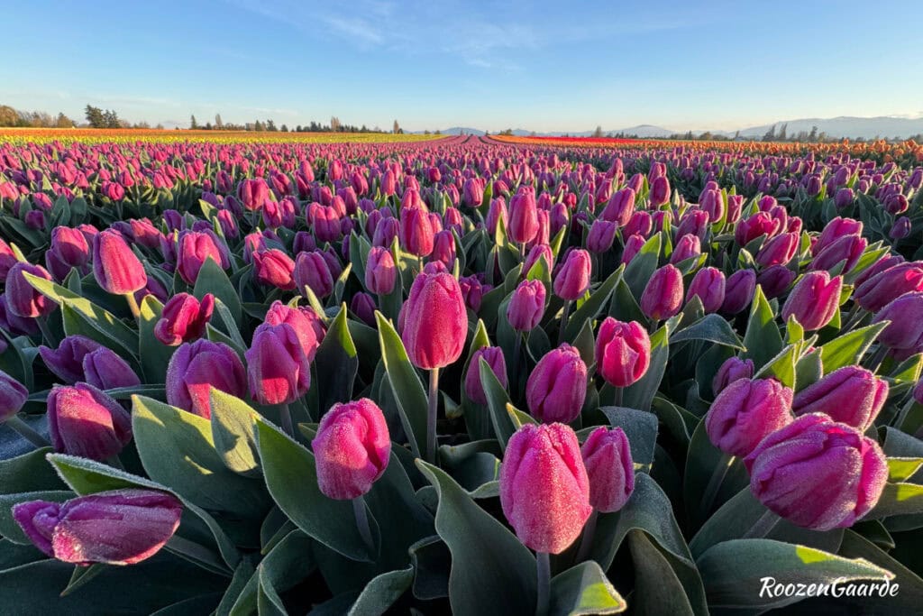 Pink tulips blooming across RoozenGaarde during the 2026 Skagit Valley Tulip Festival early bloom season.