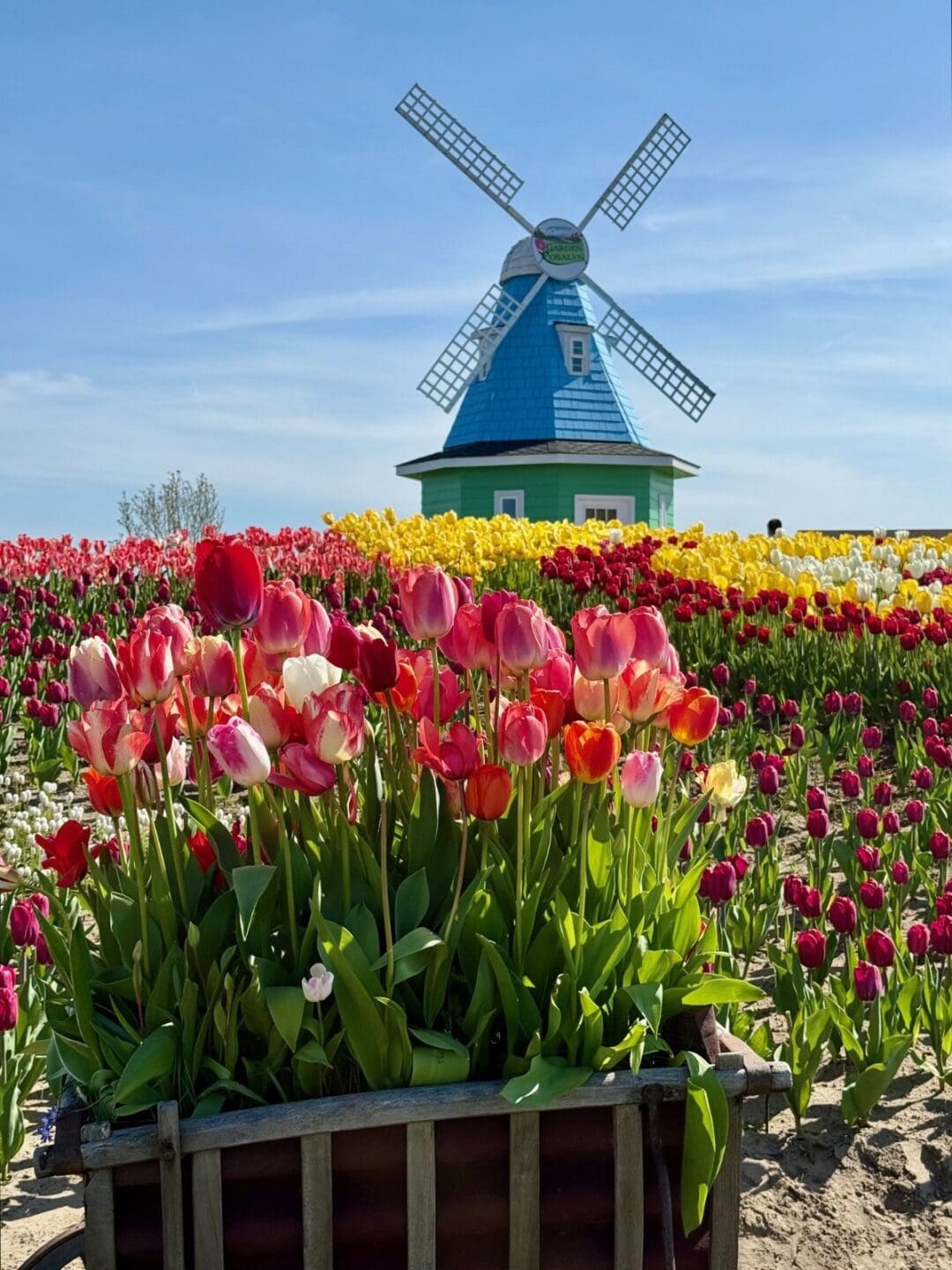 aerial view of tulip fields
