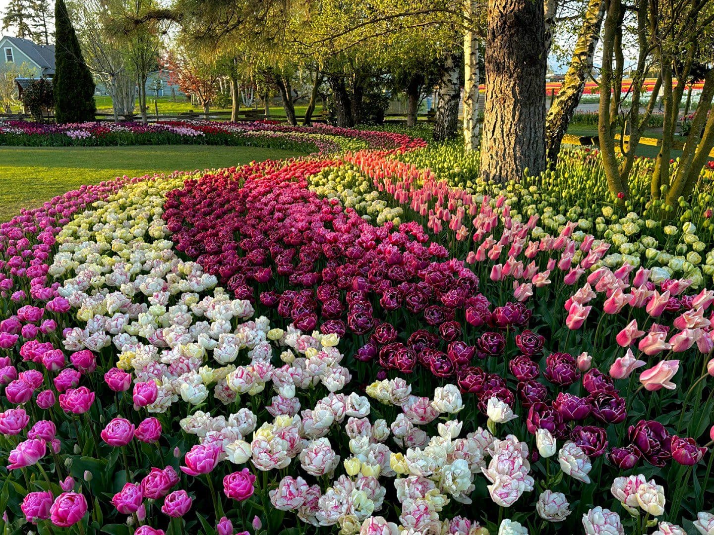 Tulip Field Image