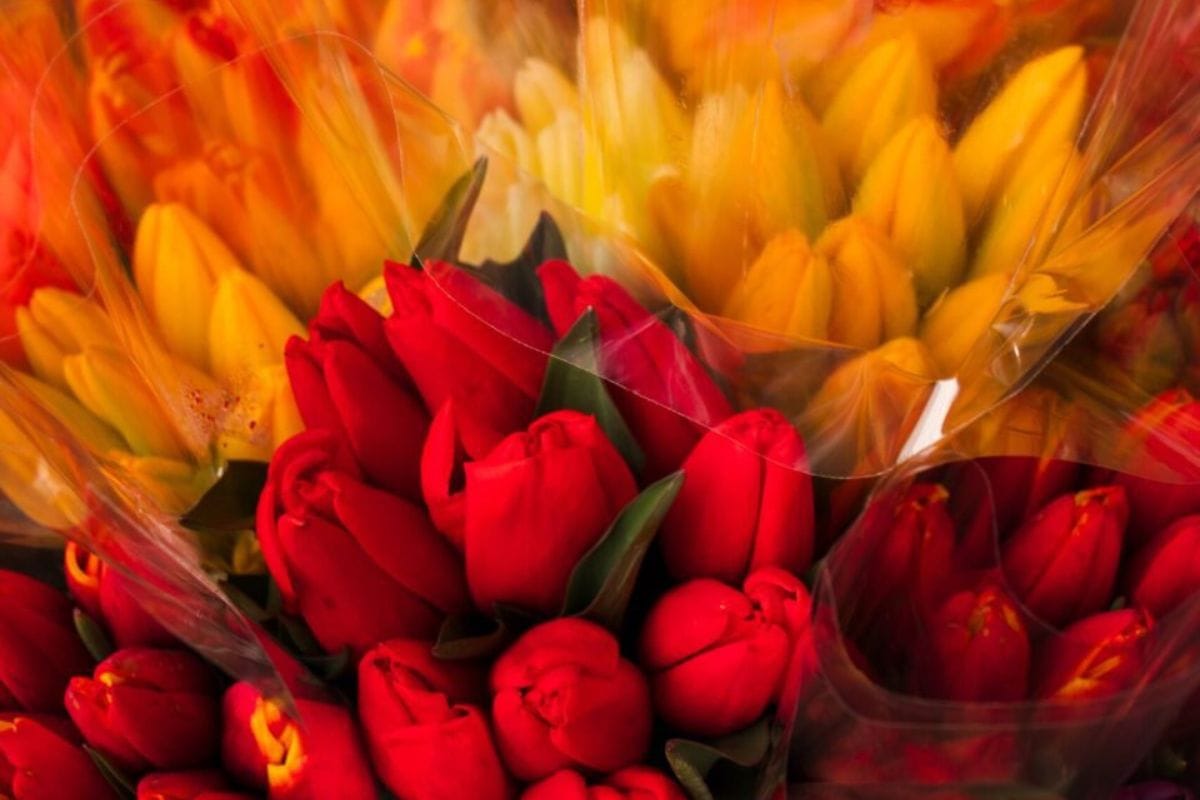 Hidden Gems & Unique Experiences at the Skagit Valley Tulip Festival