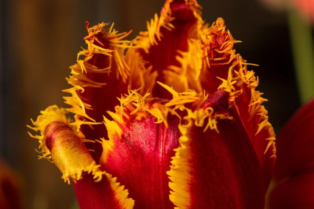 Close-up of a red fringed tulip with yellow-edged petals at the Skagit Valley Tulip Festival, photo by Lece Coty