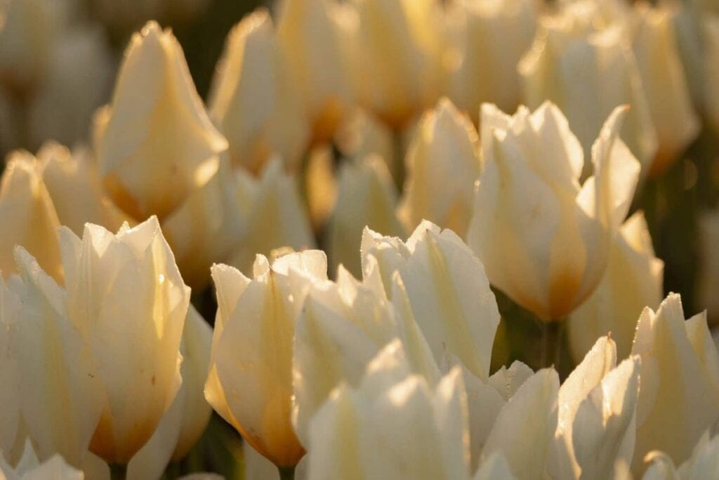 Soft morning light on creamy white tulip blooms at the Skagit Valley Tulip Festival, photographed by Lece Coty.