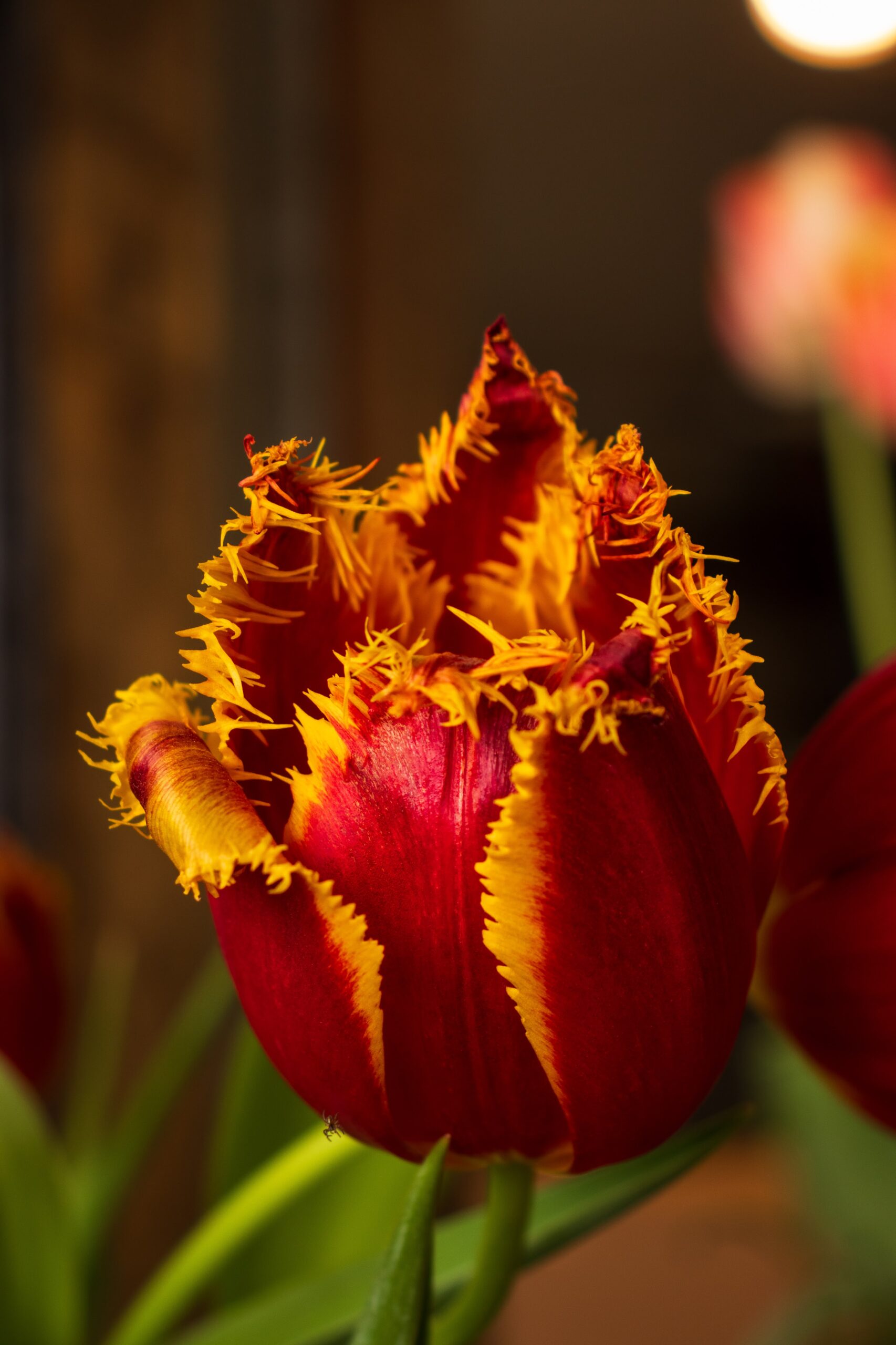 5 Colorful Tulips and Where You’ll Find Them in Skagit Valley