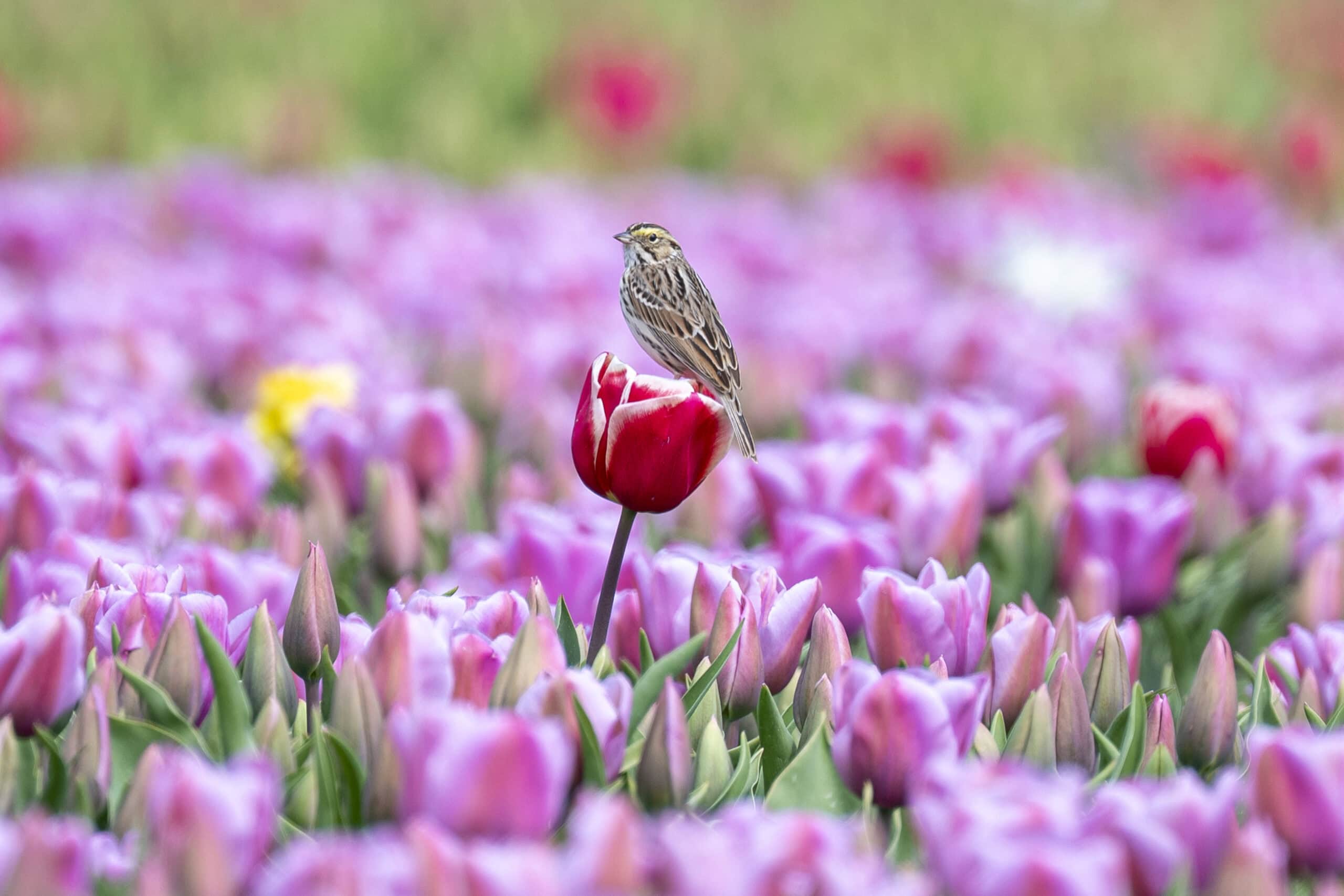 2026 SVTF Jimmy Bernhard @SlideShowJimmy ast field of red tulips stretching to a lone tree on the horizon in Skagit Valley. 2025 photo contest finalist by @hiking.dyke.