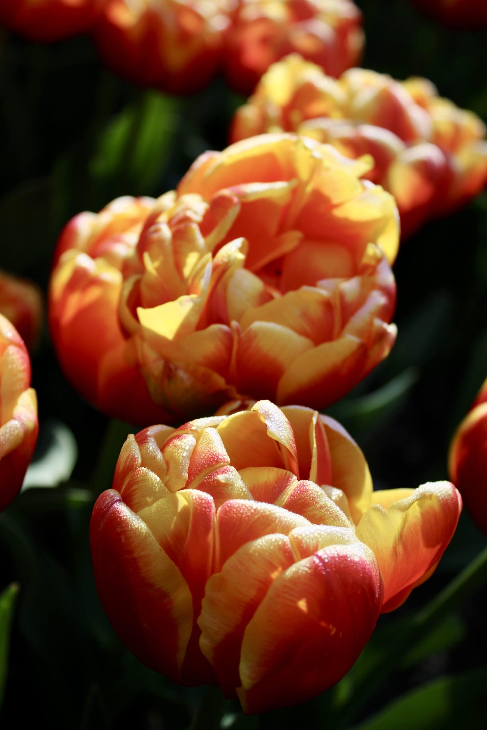 IMG_8378 Ground-level view of red and pink tulip rows reflected in water between the furrows at the Skagit Valley Tulip Festival. 2025 photo contest finalist by @deanmarie_photography.